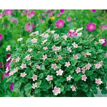PlantaPro Erodium x variabile 'Roseum' ca. 9x9 cm Topf - Reiherschnabel, rosa Blüten, Blütezeit Mai-September, ideal für Steingärten, pflegeleicht und bodendeckend
