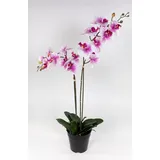 Seidenblumen Roß Orchidee 75x40cm Real Touch rosa-weiß CG künstliche Orchideen Blumen Kunstpflanzen Kunstblumen