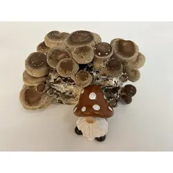 -Pilzmännchens Schnapper- Bio Shiitake-Pilzzuchtzwerg fix & fertig