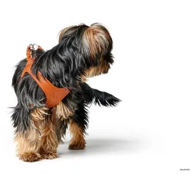 Hunter Geschirr Hilo XS-S orange