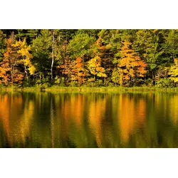 Fototapete PAPERMOON "See am Wald", bunt, B:3,50m L:2,60m, Vlies, Tapeten