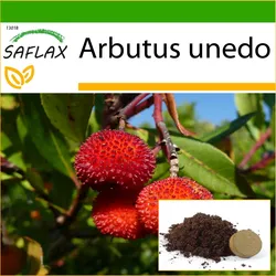 SAFLAX - Erdbeerbaum - 50 Samen - Mit Topfsubstrat für eine bessere Kultivierung - Arbutus unedo