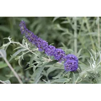 Pflanzen Für Dich Buddleja davidii 'Nanho Blue', Schmetterlingsflieder, blau,