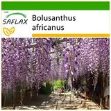 Saflax - Afrikanischer Blauregen - 15 Samen - Mit keimfreiem Anzuchtsubstrat - Bolusanthus africanus