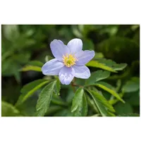 Pflanzen Für Dich Anemone nemorosa Robinsoniana Buschwindröschen, ca. 9x9