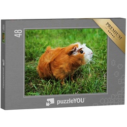 puzzleYOU Puzzle Rotes Abessinier-Meerschweinchen auf grünem Gras, 48 Puzzleteile, puzzleYOU-Kollektionen Meerschweinchen, Bauernhof-Tiere