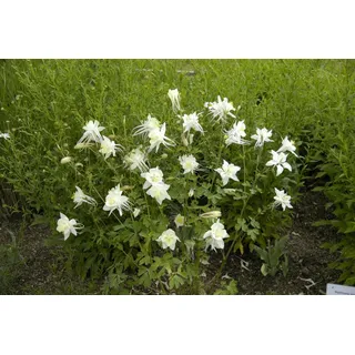PlantaPro Aquilegia caerulea 'Kristall' P 0,5 Langspornige Garten-Akelei 'Kristall',winterhart, deutsche Baumschulqualität, im Topf für optimales anwachsen
