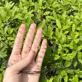 LINSOCLE Vogelschutznetz 10m x 6 m,Vogelnetz Hochbeet Feinmaschig, Netz für Kirschbaum Obstbäume und Erdbeer Gegen Vögel Taubenabwehr (Schwarz)