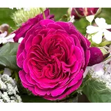 Dehner Nostalgie-Edelrose Deep Secret, Pink, Lila