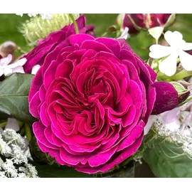 Dehner Nostalgie-Edelrose Deep Secret, Pink, Lila