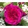 Dehner Nostalgie-Edelrose Deep Secret, Pink, Lila