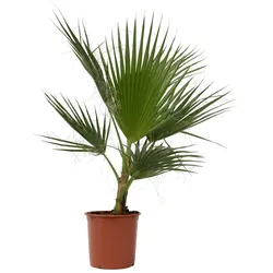 Plant in a Box Washingtonia Robusta - Mexikanische Fächerpalme Höhe 70-90cm