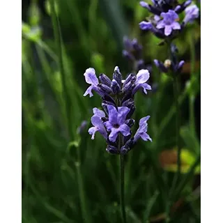 Lavendel Dwarf Blue Lavandula angustifolia Dwarf Blue Topfware 5 Stück