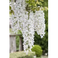 Pflanzen Für Dich Wisteria frutescens 'Nivea', Amerikanische Glyzinie, weiß,