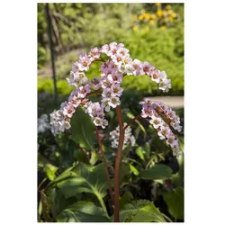 Bergenia cordifolia, Riesensteinbrech, rosa Blüten, ca. 11x11 cm Topf