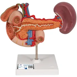 Modell der hinteren Oberbauchorgane - 3B Smart Anatomy