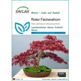 SAFLAX - Bonsai - Roter japanischer Ahorn - 20 Samen - Acer palmatum