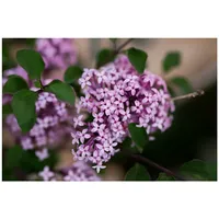 Pflanzen Für Dich Syringa meyeri 'Josee', Zwergflieder, 40–50 cm
