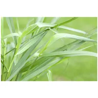 Pflanzen Für Dich Panicum virgatum Hänse Herms', Rutenhirse, rot,