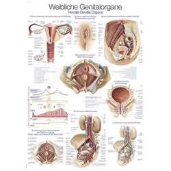 Lehrtafel Weibliches Genital 70x100cm