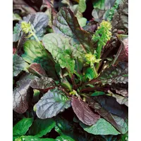 Pflanzen Für Dich Salvia lyrata 'Purple Knockout', Ziersalbei, purpur,