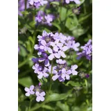 Pflanzen Für Dich Staude Hesperis matronalis, 1 St., Nachtviole, Garten-Nachtviole, Matronenblume lila