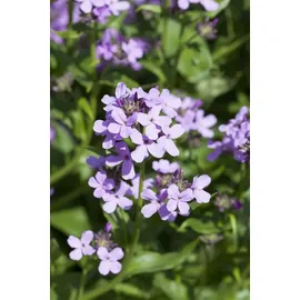 Pflanzen Für Dich Staude Hesperis matronalis, 1 St., Nachtviole, Garten-Nachtviole, Matronenblume lila