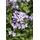 Pflanzen Für Dich Staude Hesperis matronalis, 1 St., Nachtviole, Garten-Nachtviole, Matronenblume lila