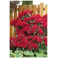 Pflanzen Für Dich Rhododendron Hybr. 'Sammetglut', leuchtend rot, 30–40