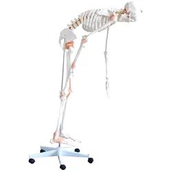 Skelettmodell mit flexibler Wirbelsäule Lebensgroß HeineScientific