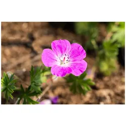 Geranium sanguineum 'Elsbeth', Blutstorchschnabel, pink, ca. 9x9 cm Topf