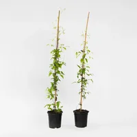 Plant in a Box - Waldrebe - 2 Stück