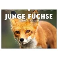 Calvendo Junge Füchse - Verspielte Neugierde. (Wandkalender 2026 DIN