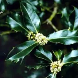 Bachblüten Original Holly 20 ml