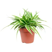 Blume Ideal Grünlilie | Chlorophytum | ca. 15 cm hoch, Topf-Ø 12 cm