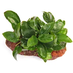 Anubias barteri var. Nana 13 x 8 x 12 Centimeter Stein