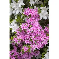 Pflanzen Für Dich Rhododendron obtusum 'Rosa', Azalee, rosa Blüten,