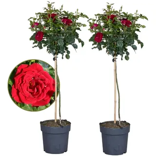 Plant in a Box - Stängelrosen - 2 Stk - Rosa palace ‘Pride' - Höhe 80-100cm - Topf 19cm