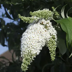 Plant in a Box Sommerflieder - Buddleja davidii Weiß 3er Set Höhe 25-40cm