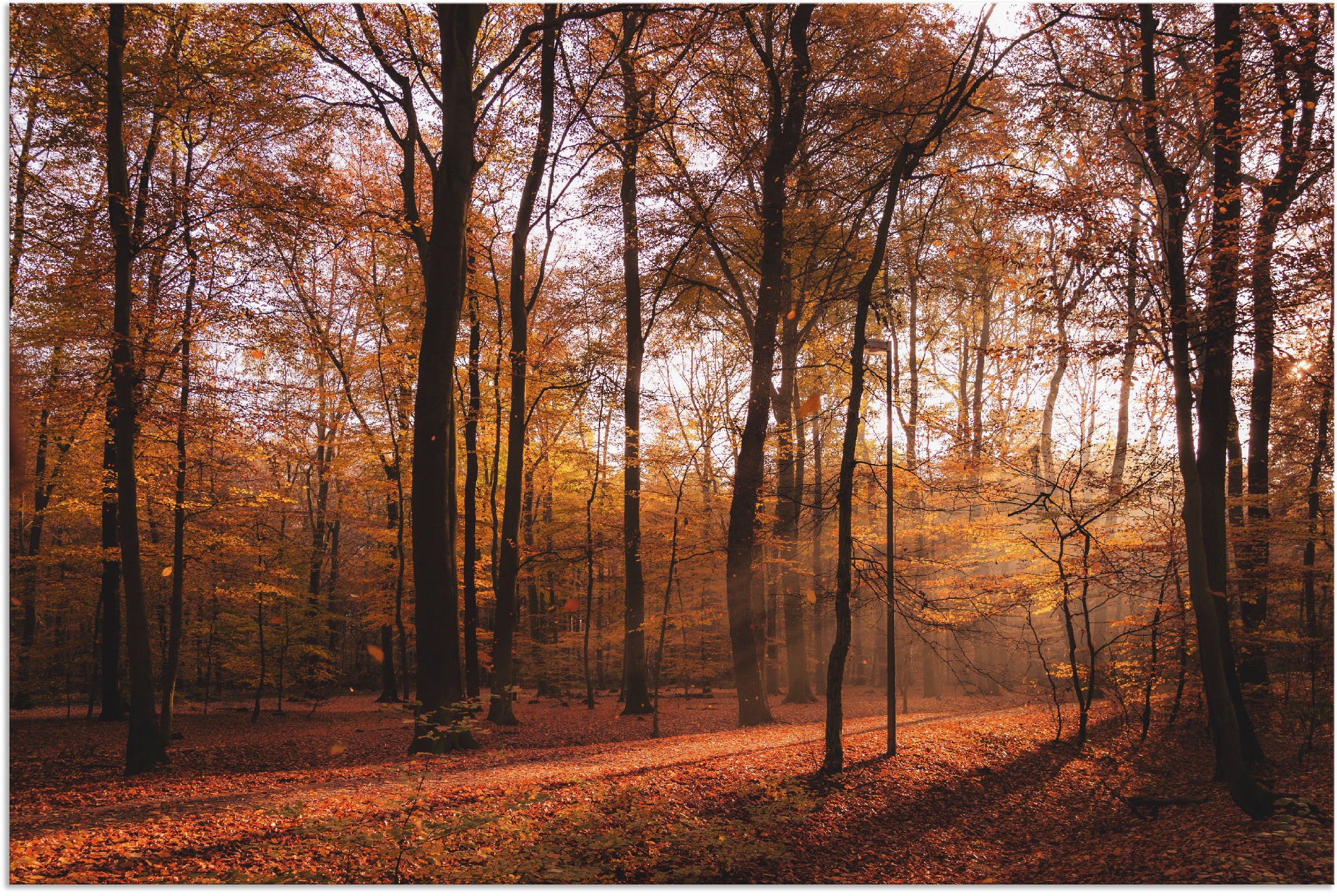 Wandbild ARTLAND "Sonnenaufgang im Herbst II" Bilder Gr. B/H: 90 cm x 60 cm, Alu-Dibond-Druck Wald, 1 St., braun Kunstdrucke