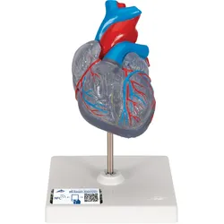 Herzmodell "Klassik" mit Reizleitungssystem, 2 teilig - 3B Smart Anatomy