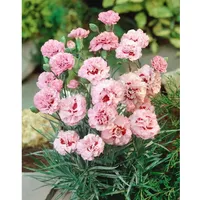 Pflanzen Für Dich Dianthus plumarius Ine ca. 9x9 cm