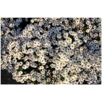 Pflanzen Für Dich Aster dumosus 'Niobe', Kissen-Aster, ca. 9x9