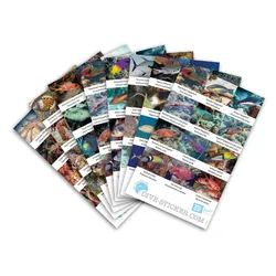 Dive Sticker Bonaire