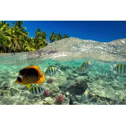 Fototapete PAPERMOON "UNTERWASSER-WELT-FISCHE KORALLE SEE MEER PALMEN DÜNEN", bunt, B:5,00m L:2,80m, Vlies, Tapeten