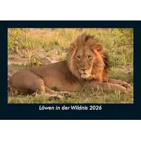 Vero Kalender Löwen in der Wildnis 2026 Fotokalender DIN