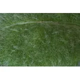 PlantaPro Salvia argentea P 0,5