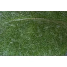 PlantaPro Salvia argentea P 0,5