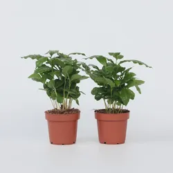 Plant in a Box - Kaffeepflanze - 4 Stk - Coffea arabica - Höhe 25-40cm - Topf 12cm