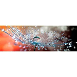EUROART Glasbild 98 x 33 cm Soft Dandelion Glas Orange